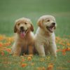 Adorable golden retriever puppies sitting in a field of flowers, enjoying a sunny day.